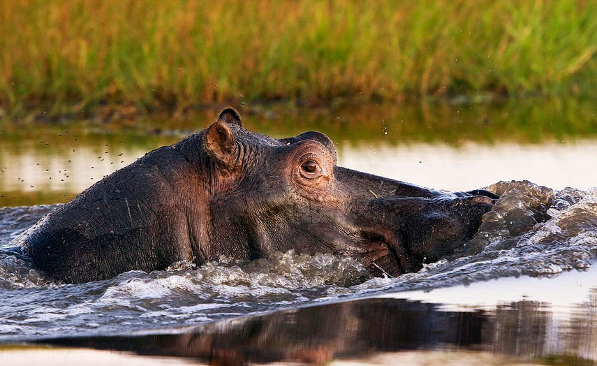 Zambia