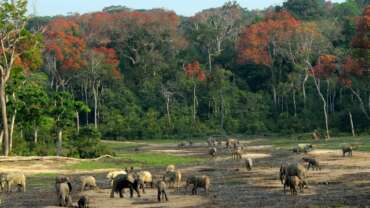 Central African Republic