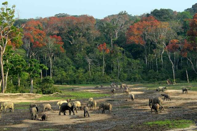 Central African Republic